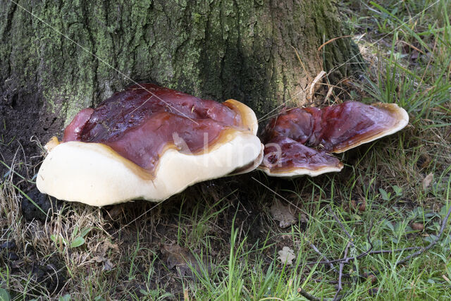 Harslakzwam (Ganoderma resinaceum)