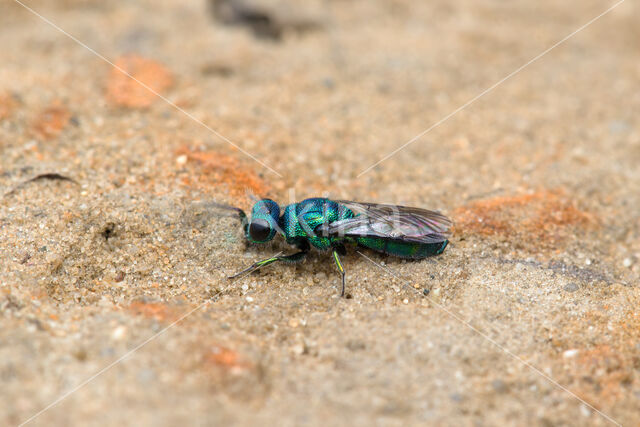 goudwesp (trichrysis cyanea)