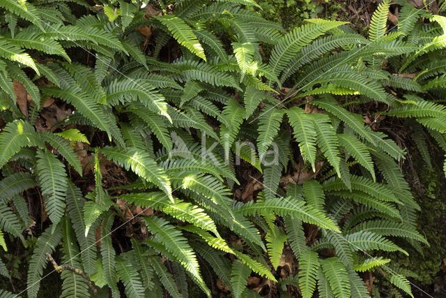 Dubbelloof (Blechnum spicant)