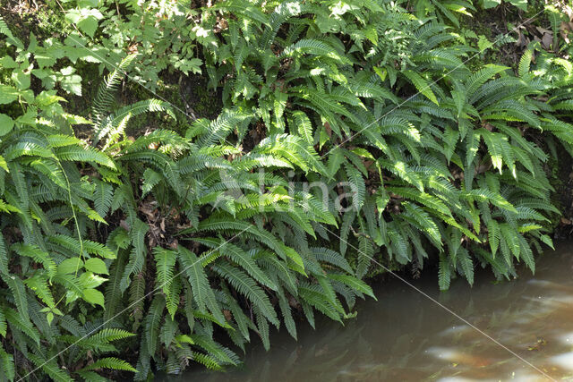 Dubbelloof (Blechnum spicant)