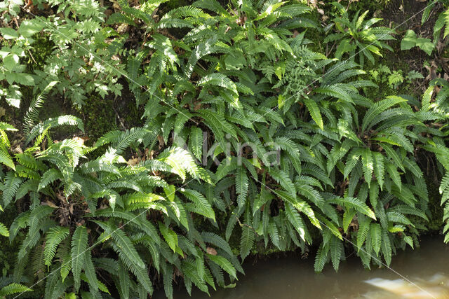 Dubbelloof (Blechnum spicant)