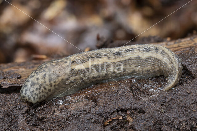 tijgerslak (limax maximus)