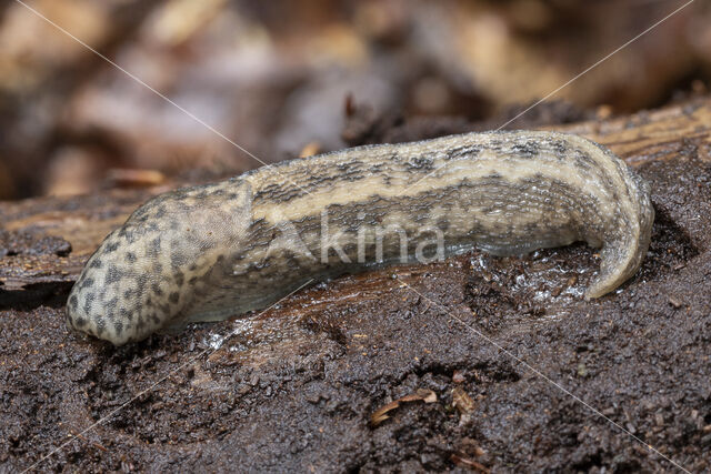 limax maximus