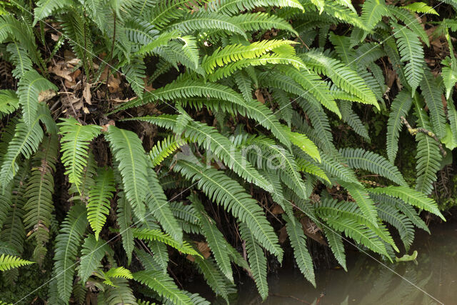 Dubbelloof (Blechnum spicant)