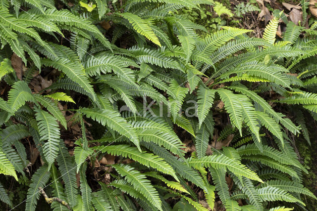 Dubbelloof (Blechnum spicant)