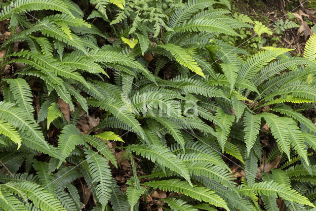 Dubbelloof (Blechnum spicant)