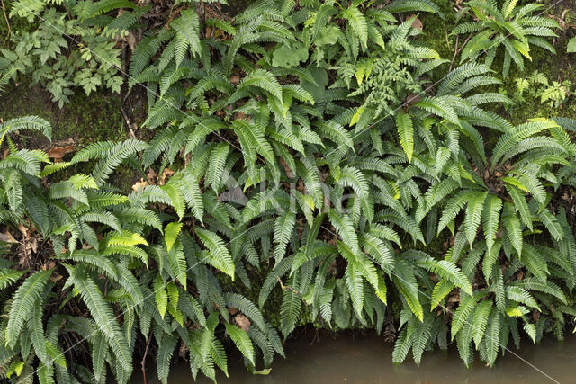 Dubbelloof (Blechnum spicant)