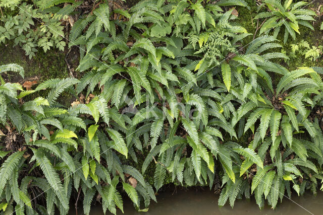 Dubbelloof (Blechnum spicant)