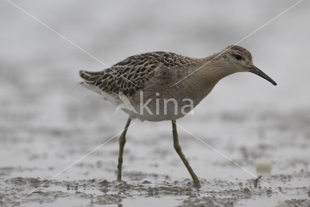 Kemphaan (Philomachus pugnax)