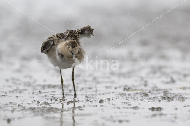 Kemphaan (Philomachus pugnax)