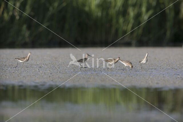 Kemphaan (Philomachus pugnax)