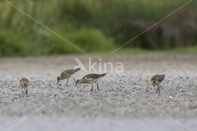 Kemphaan (Philomachus pugnax)