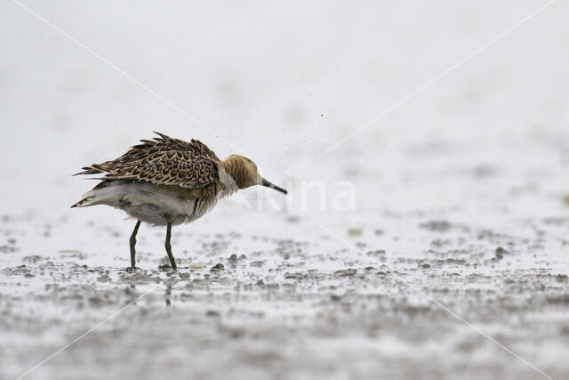 Kemphaan (Philomachus pugnax)