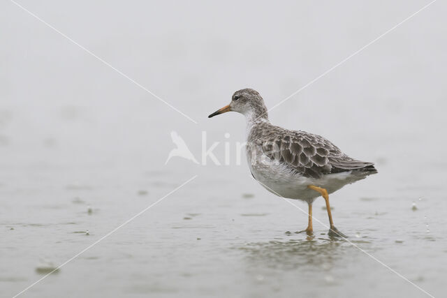 Kemphaan (Philomachus pugnax)