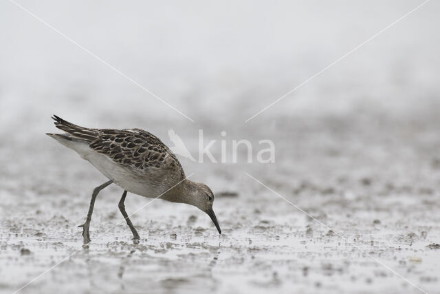 Ruff (Philomachus pugnax)