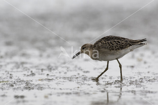 Kemphaan (Philomachus pugnax)