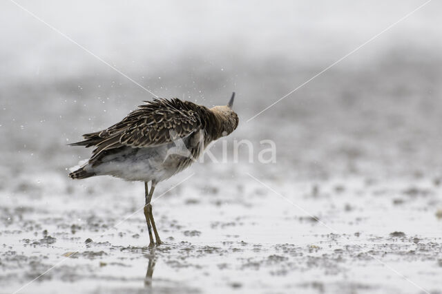 Kemphaan (Philomachus pugnax)