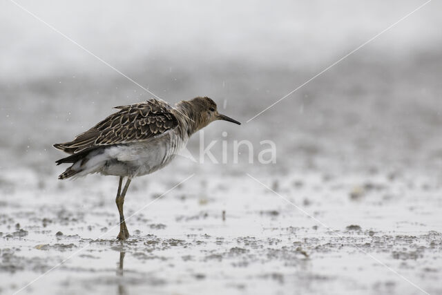 Kemphaan (Philomachus pugnax)