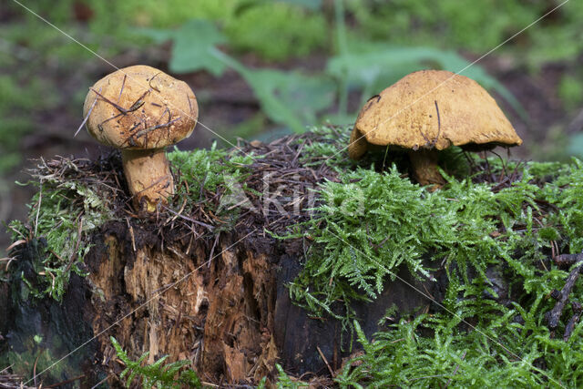 Houtboleet (Pulveroboletus lignicola)