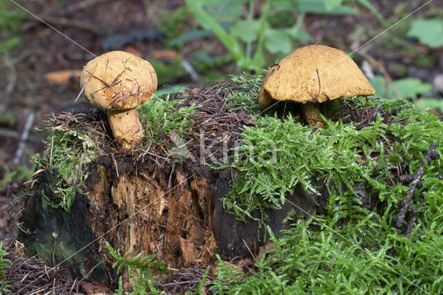 Pulveroboletus lignicola