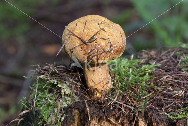 Houtboleet (Pulveroboletus lignicola)