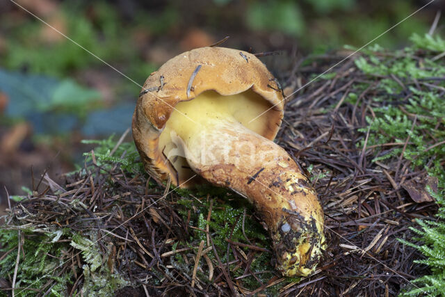 Houtboleet (Pulveroboletus lignicola)