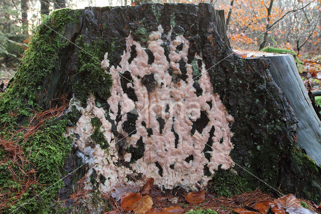 roze kaaszwam (rhodonia placenta)