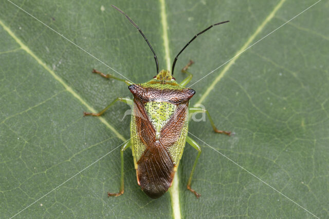 meidoornkielwants (acanthosoma haemorrhoidale)