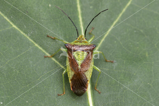 acanthosoma haemorrhoidale