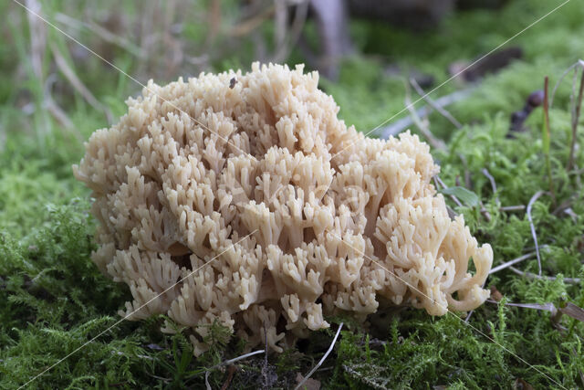 beukenkoraalzwam (ramaria subbotrytis)