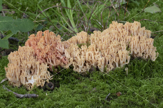 beukenkoraalzwam (ramaria subbotrytis)