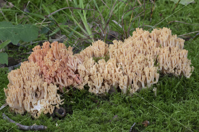 ramaria subbotrytis