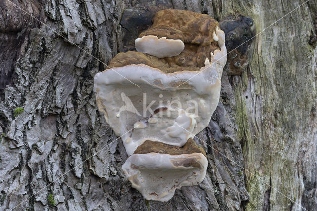 Southern Bracket (Ganoderma australe)