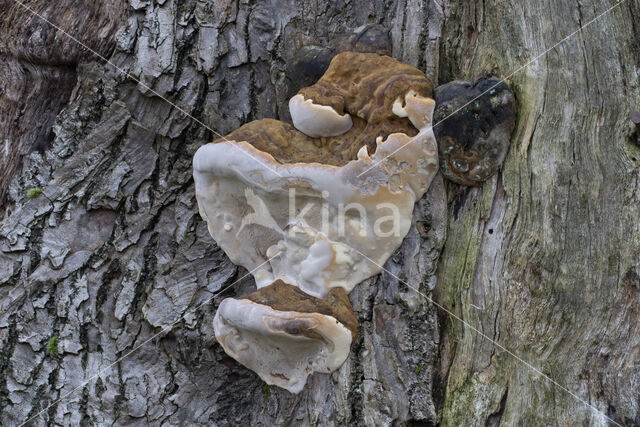 Dikrandtonderzwam (Ganoderma australe)