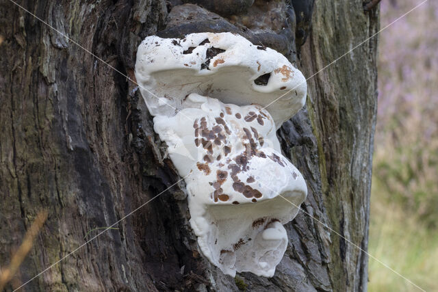 Southern Bracket (Ganoderma australe)