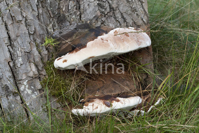 Dikrandtonderzwam (Ganoderma australe)