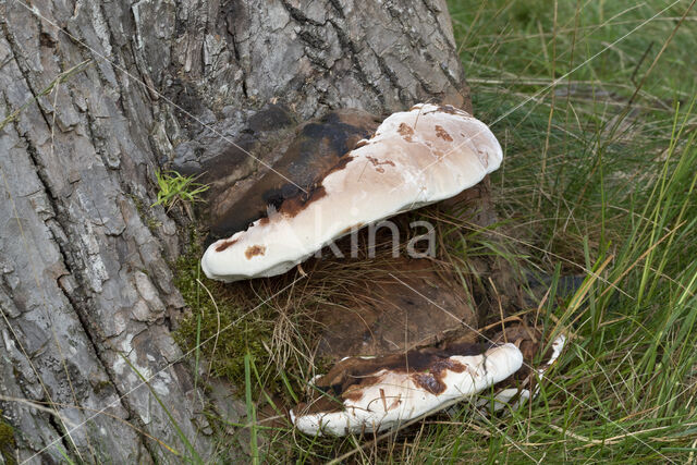 Dikrandtonderzwam (Ganoderma australe)