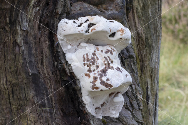 Southern Bracket (Ganoderma australe)