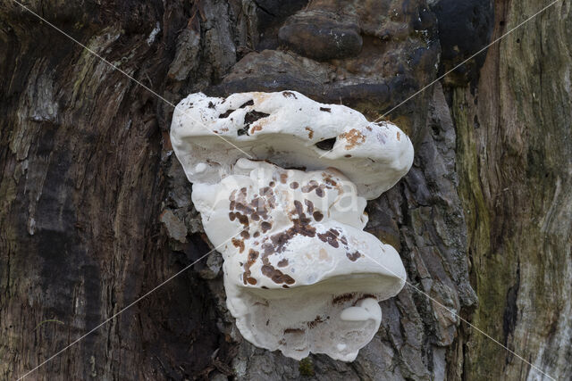 Southern Bracket (Ganoderma australe)