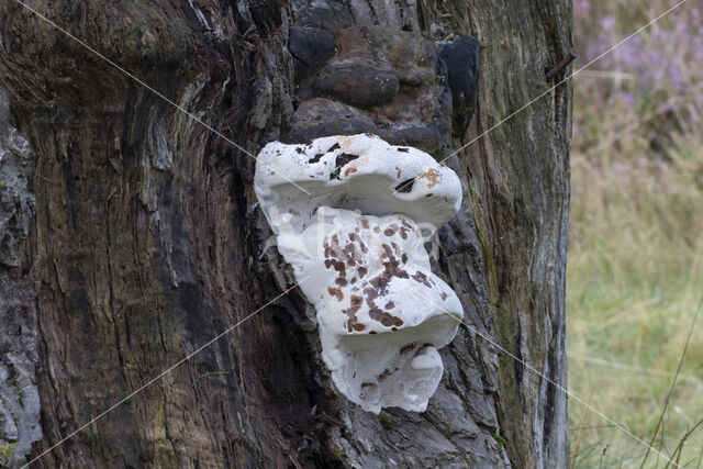 Southern Bracket (Ganoderma australe)