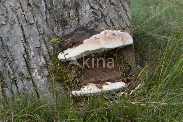 Dikrandtonderzwam (Ganoderma australe)