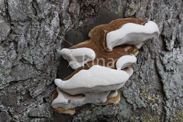 Southern Bracket (Ganoderma australe)