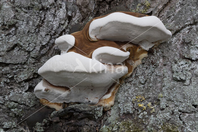 Dikrandtonderzwam (Ganoderma australe)