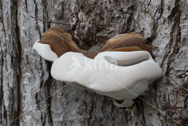 Southern Bracket (Ganoderma australe)