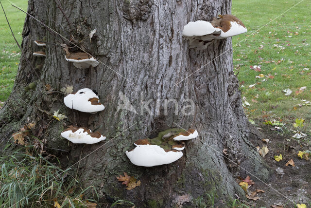 Dikrandtonderzwam (Ganoderma australe)