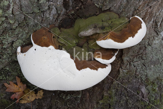 Southern Bracket (Ganoderma australe)