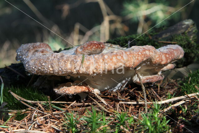 Zwetende kaaszwam (Oligoporus guttulatus)