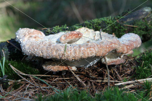 Oligoporus guttulatus