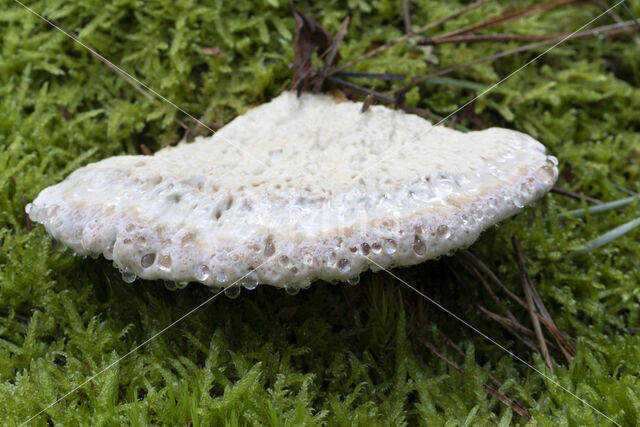 Oligoporus guttulatus