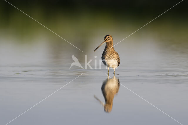 Common Snipe (Gallinago gallinago)